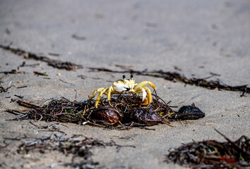 yellow crab collects food on the beach at low tide