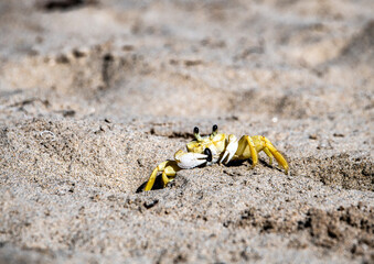 yellow crab collects food on the beach at low tide