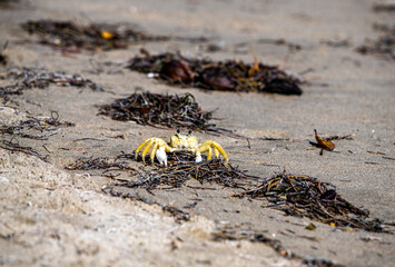 yellow crab collects food on the beach at low tide