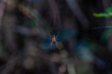 A spider prepares a web for prey in the forest of the Dominican Republic