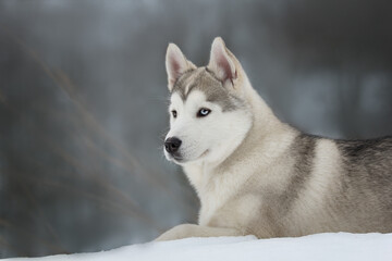 siberian husky on the snow