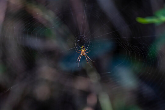 A spider prepares a web for prey in the forest of the Dominican Republic