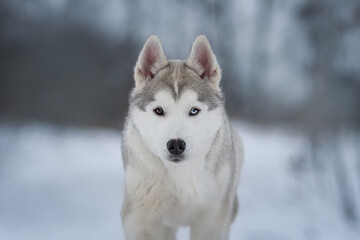 siberian husky dog