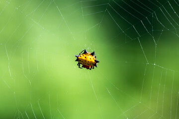 A spider prepares a web for prey in the forest of the Dominican Republic