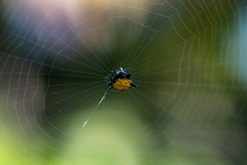 A spider prepares a web for prey in the forest of the Dominican Republic