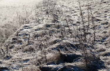 grass covered with ice and frost in the winter season