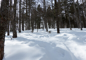雪景色の森