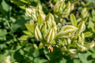 Azalea Mollis Hybrid 'Oxydol' (Rhododendron x mollis) in garden