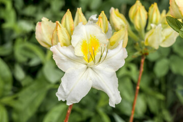 Azalea Mollis Hybrid 'Oxydol' (Rhododendron x mollis) in garden