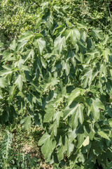 Common Fig (Ficus carica) in orchard, Republic of Dagestan