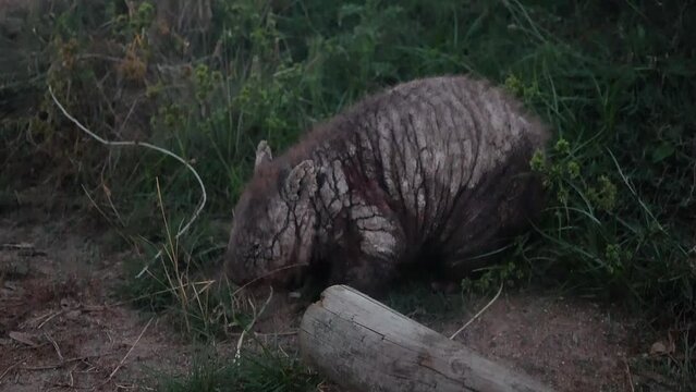A sick southern hairy nosed wombat on a farm with mange and bloody wounds on it.