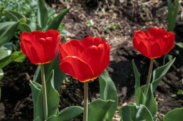 Single Early Tulip (Tulipa hybrida) in park