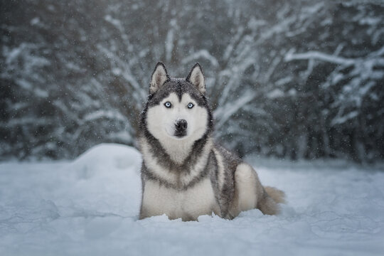 siberian husky in snow