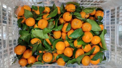 Orange Fruit And Its Leafs In A Plastic Cart After Harvesting