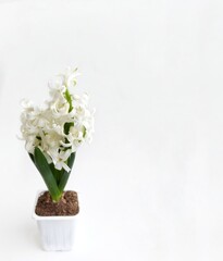 flower hyacinth white in a pot, spring flowers