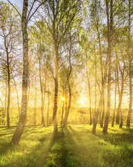 Zonnestralen snijden door berkenstammen in een bosje bij zonsondergang of zonsopgang in het voorjaar.