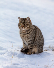 Portrait of a cat in the snow