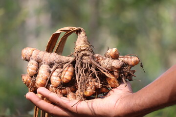 Turmeric which is freshly pulled out from soil along with dry plant held in the hand, Turmeric for...