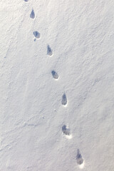 Cat footprints in the snow as a background.