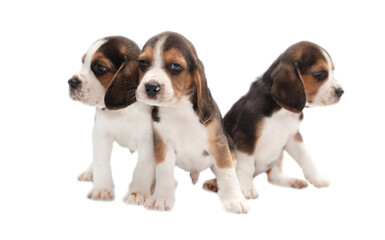 Dog puppies isolated on white background.