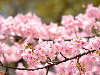 Naklejka premium サクラの花