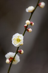 梅の花が香る風景(2月末)「クローズアップ」
Scenery with fragrant plum blossoms...