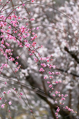 梅の花が香る風景(2月末)「梅の花開花」
Scenery with fragrant plum blossoms (end of...