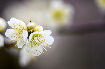 梅の花が香る風景(2月末)「クローズアップ」
Scenery with fragrant plum blossoms...