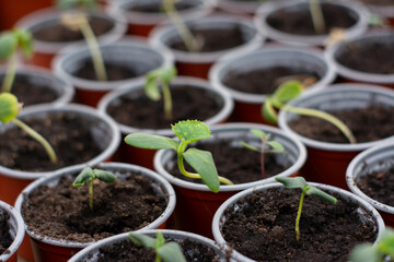 Seedlings of cucumbers in cups. Green cucumber sprout in a greenhouse