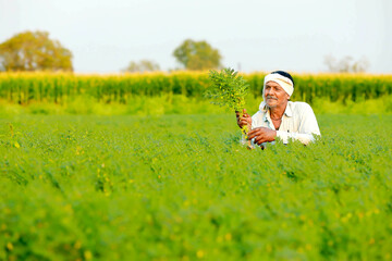 Indian farmer at the chickpea field