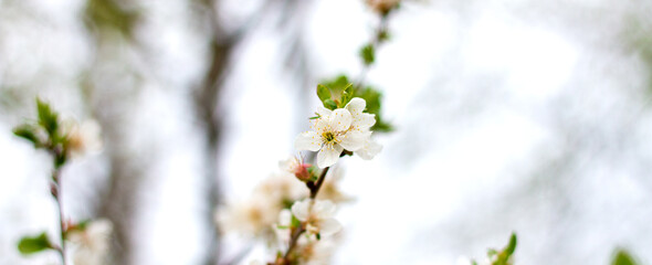 White flowers on trees with copy space. Branches of a blossoming tree, pure natural spring background