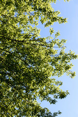 beautiful young foliage of green trees