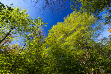 young green foliage on different types of trees