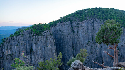 A tree growing on stones on the ustun in the Tazy canyon