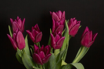 Bouquet of burgundy tulips. On a black background. Close-up.