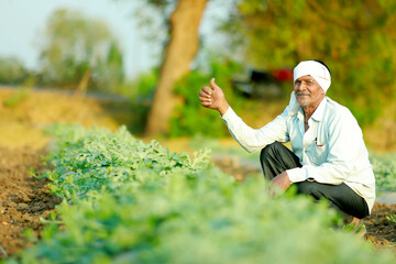 Indian farmer at watermelon agriculture field.