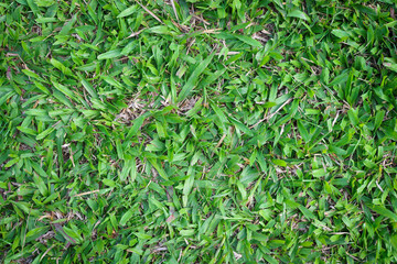 Green grass texture nature background. green lawn for background
