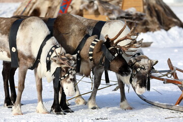Reindeer team of Nenets reindeer herders in winter in Siberia
