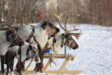 Reindeer team of Nenets reindeer herders on a sunny frosty day in Siberia