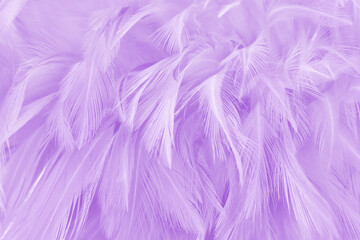 Fototapeta na wymiar Purple pastel color bird feather pattern texture for background and design.