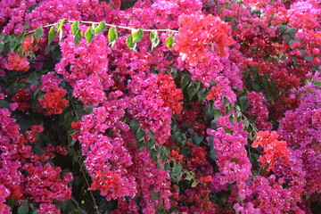 Flowers of bougainvillea in a garden