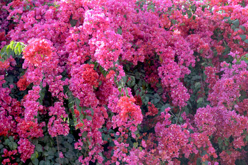 Flowers of bougainvillea in a garden