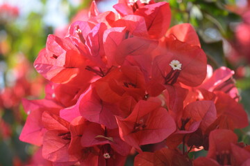 Flowers of bougainvillea in a garden