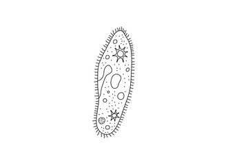 Vector isolated paramecium caudatum or slipper animalcule colorless black and white contour line doodle drawing