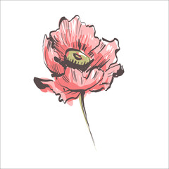 Poppy red flower, bud, sketch and imitation watercolor