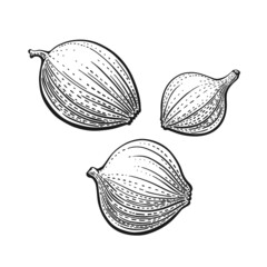 Whole onion bulb, engraved set. Vector isolate