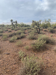 tree in the desert