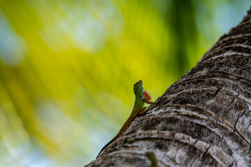 gecko sits on a branch in a hunter's pose and looks around in the Dominican Republic 