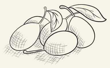 Hand drawn plums illustration