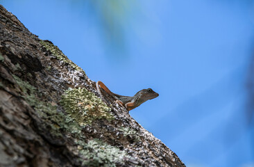 gecko sits on a branch in a hunter's pose and looks around in the Dominican Republic 